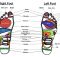 reflexology foot chart